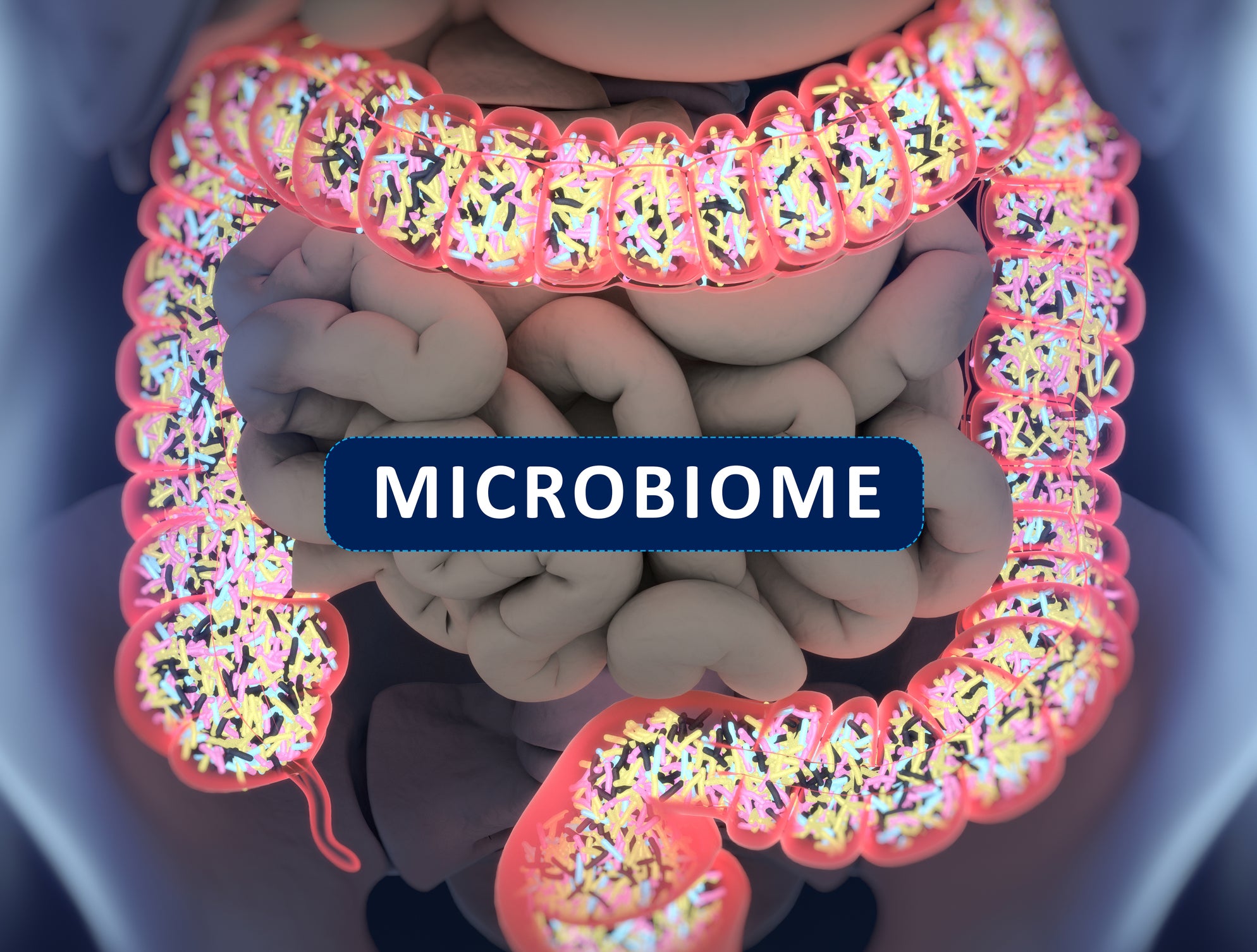 What is Gut Microbiota and Why Does It Matter?