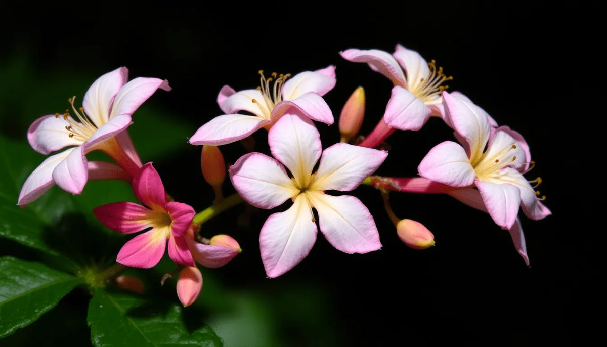 Akkermansia Muciniphila: Boost Your Gut Health and Manage Weight with InnerBuddies