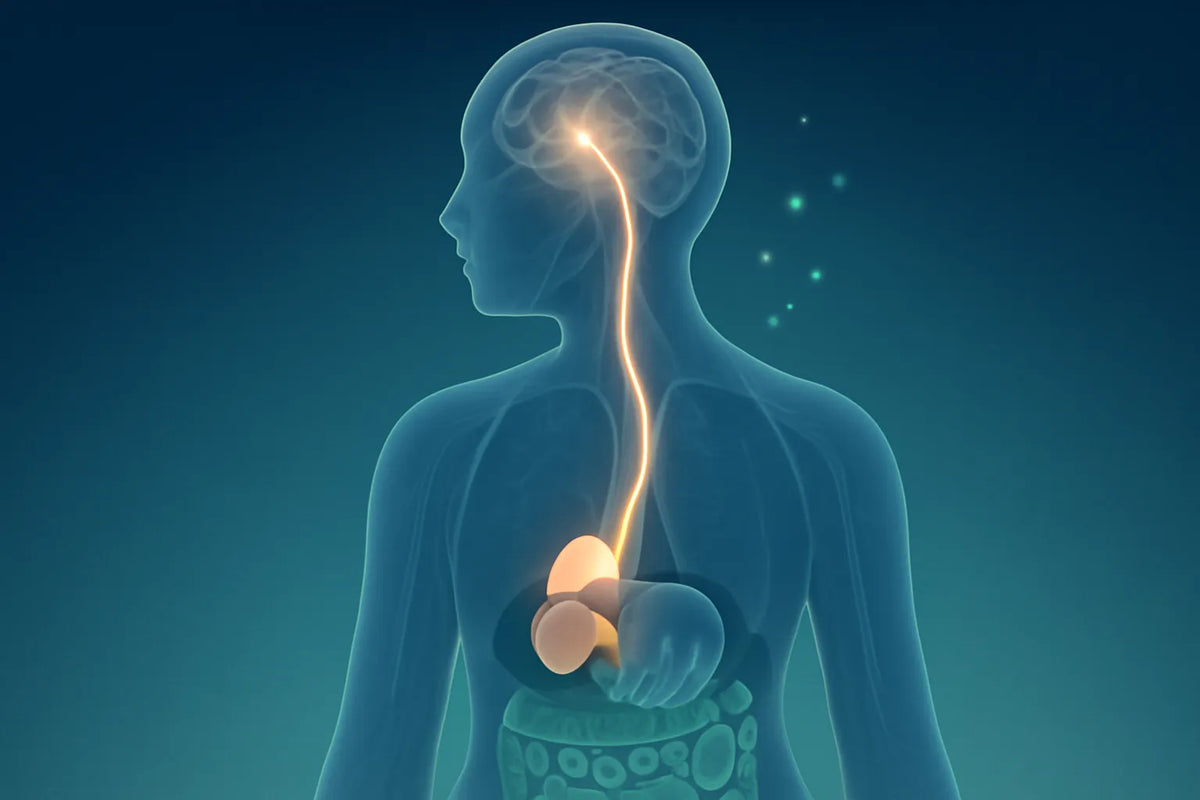 cortisol meaning function