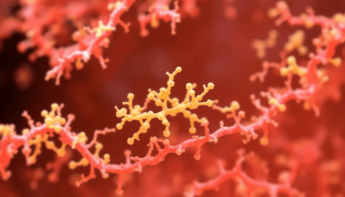 Faecalibacterium: The Protective Gut Microbe That Shields Against Infections InnerBuddies