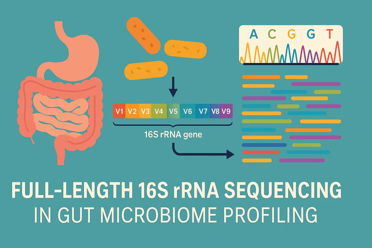 Full-Length 16S rRNA Sequencing: A New Era in Gut Microbiome Profiling