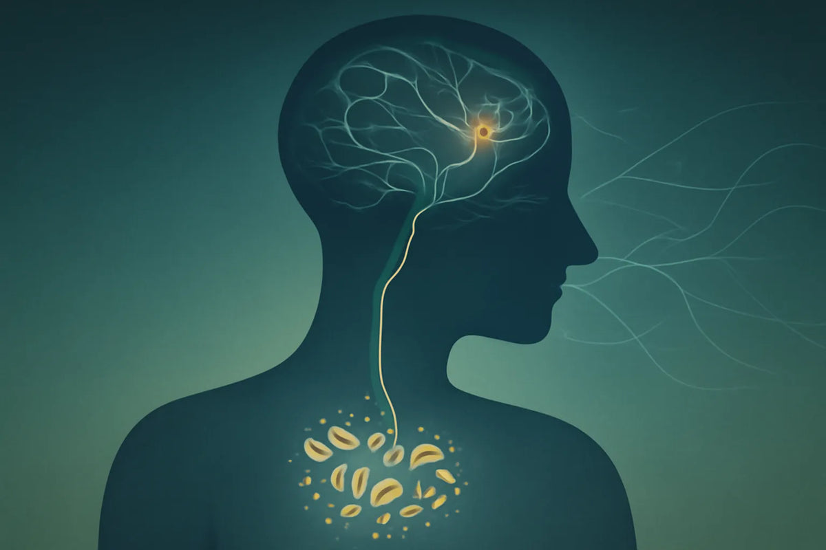 gut bacteria and migraine