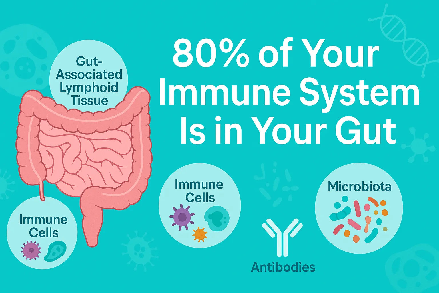 Gut Feeling: Why 80 of Your Immune System Lives in Your Digestive Tract