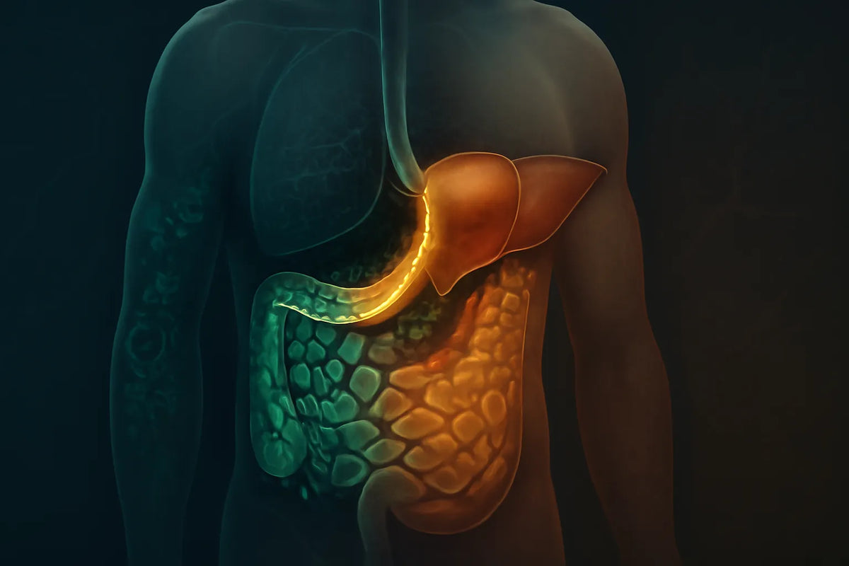 gut microbiome fatty liver