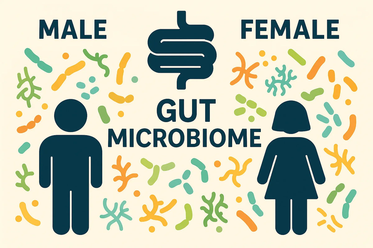 How Male and Female Gut Microbiomes Differ: A Scientific Deep Dive