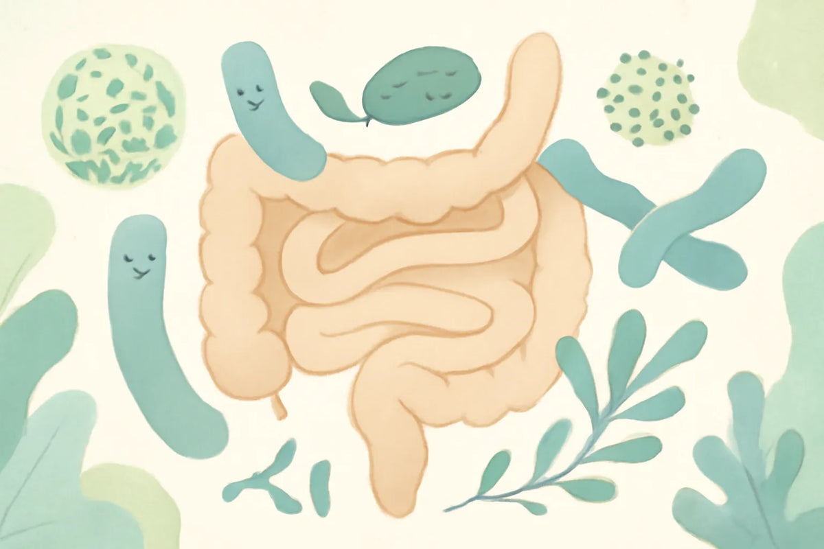 probiotics for IBD