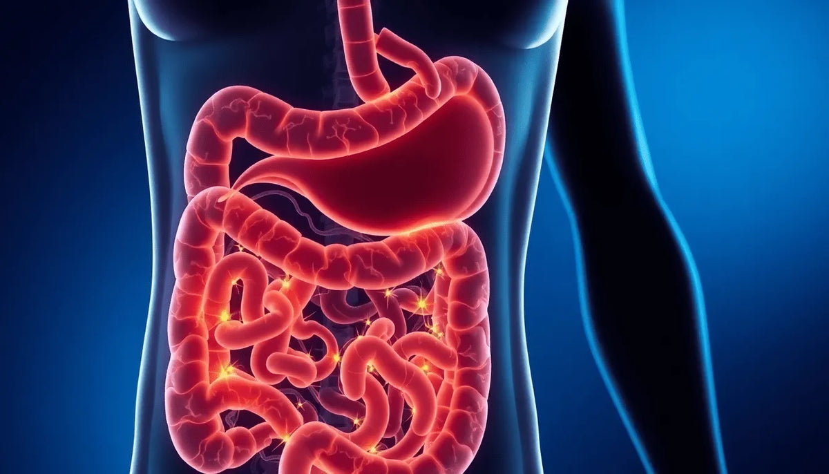 Tired, Bloated, or Gaining Weight Discover How Gut Health Symptoms Affect You