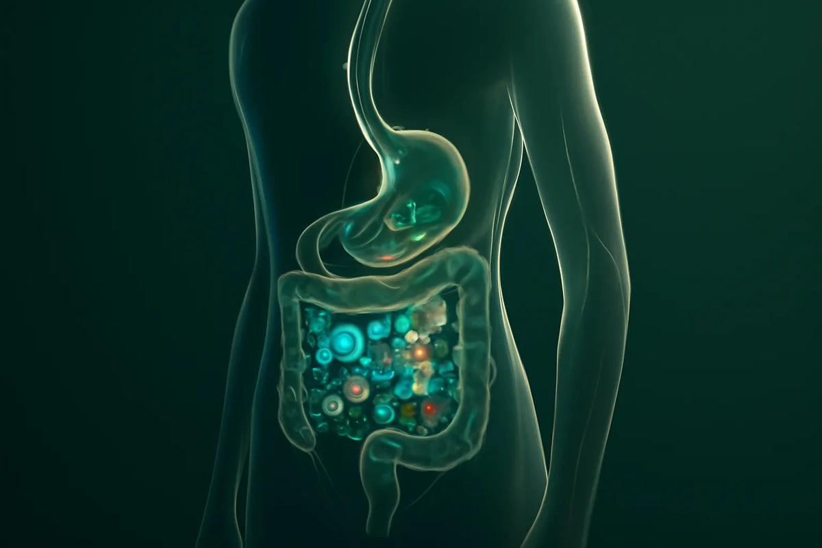 lactic acid fermentation