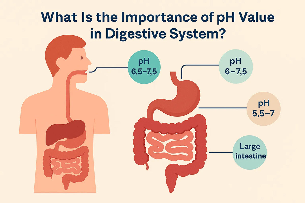 What Is the Importance of pH Value in the Digestive System A Deep Dive