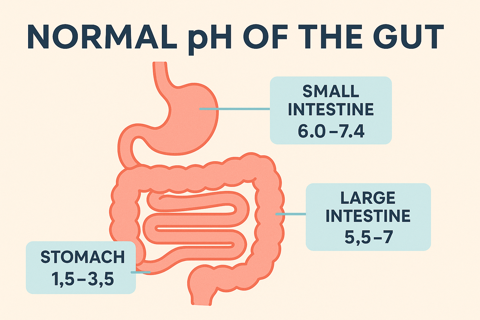 What is the Normal pH of the Gut? A Complete Guide - InnerBuddies