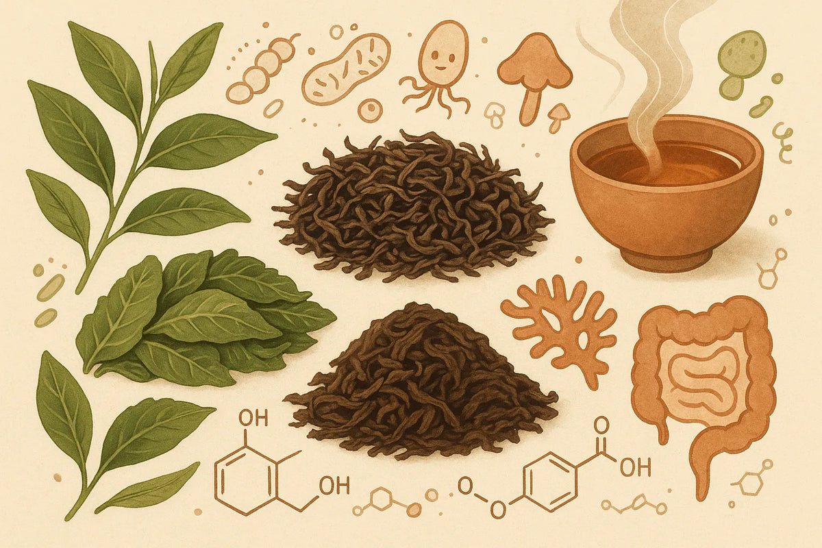Which tea is fully fermented
