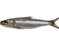 Anchovy