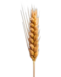 Barley