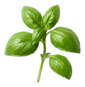 Basil