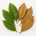 Bay leaf