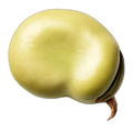 Bean, broad