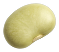 Bean, lima