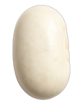 Bean, white