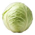Cabbage, white