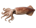 Inktvis
