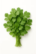 Cilantro