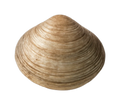 mossel