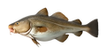 bacalao
