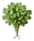 Coriander