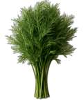 Dill