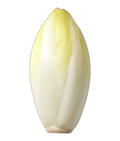Endive