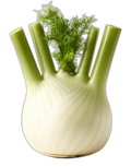 Fennel