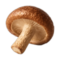 Shiitake
