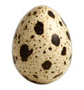Egg, quail