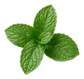 Fresh mint