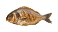 Gilthead sesbream
