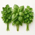 Herbs