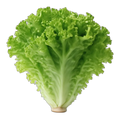 Lettuce