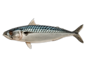 caballa