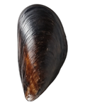 Małż