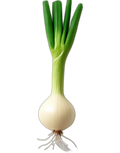 Onion, spring