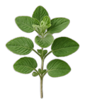 Oregano