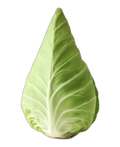 Pointed cabbage