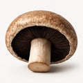 Portobello mushroom