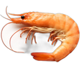 Garnaal
