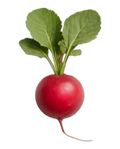 Radish