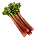 Rhubarb