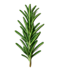 Rosemary