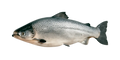 Salmón