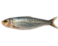 Sardine