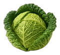 Savoy cabbage